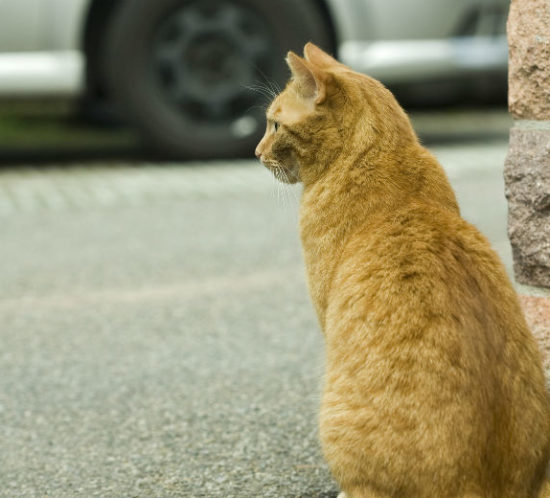 Cat on the pavement