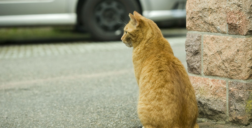 Cat on the pavement