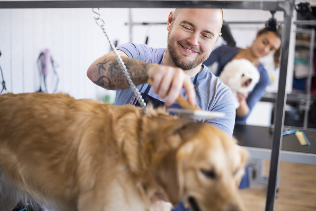 Pampered pets the rise of dog grooming Lagentium Insurance Brokers