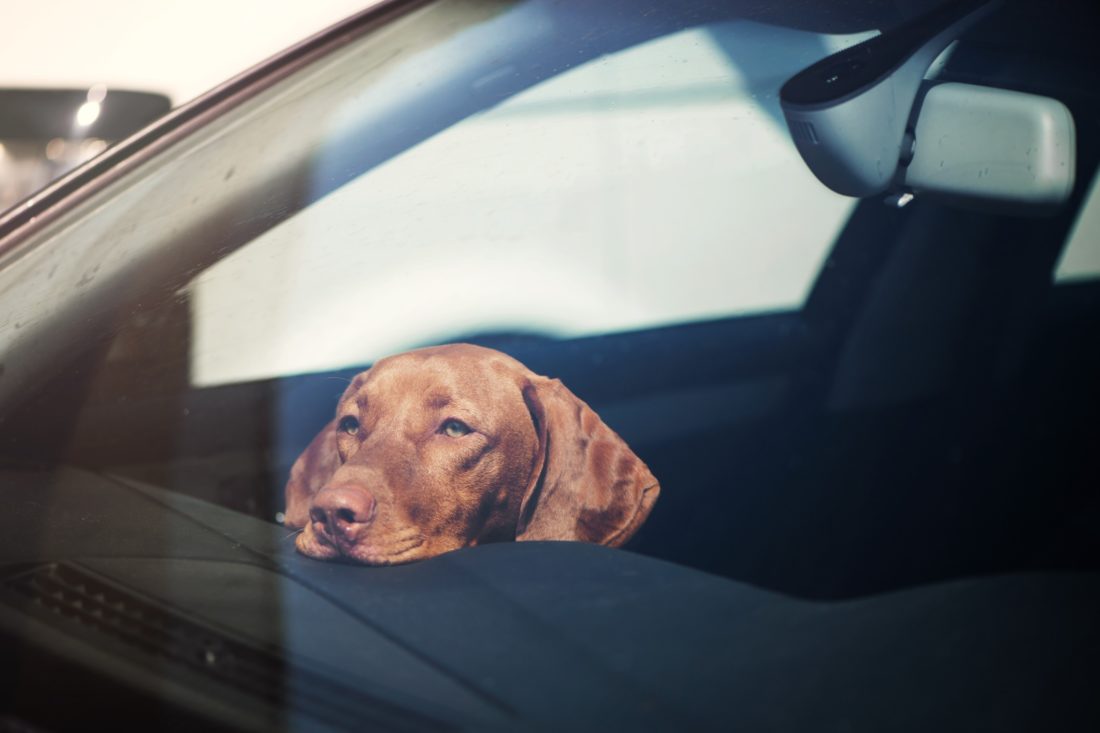 Is it ever ok to leave your dog in a hot car? - Lagentium Insurance Brokers